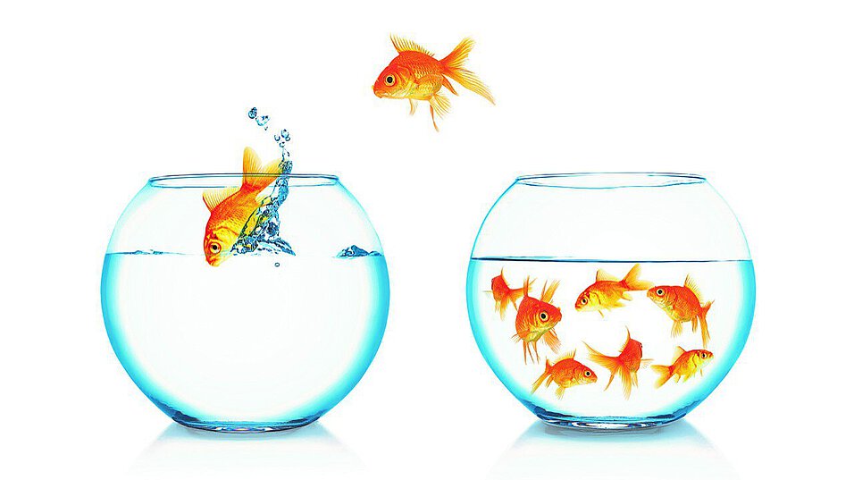 Quelle: shutterstock / 258802556 Fische wechseln das Glas
