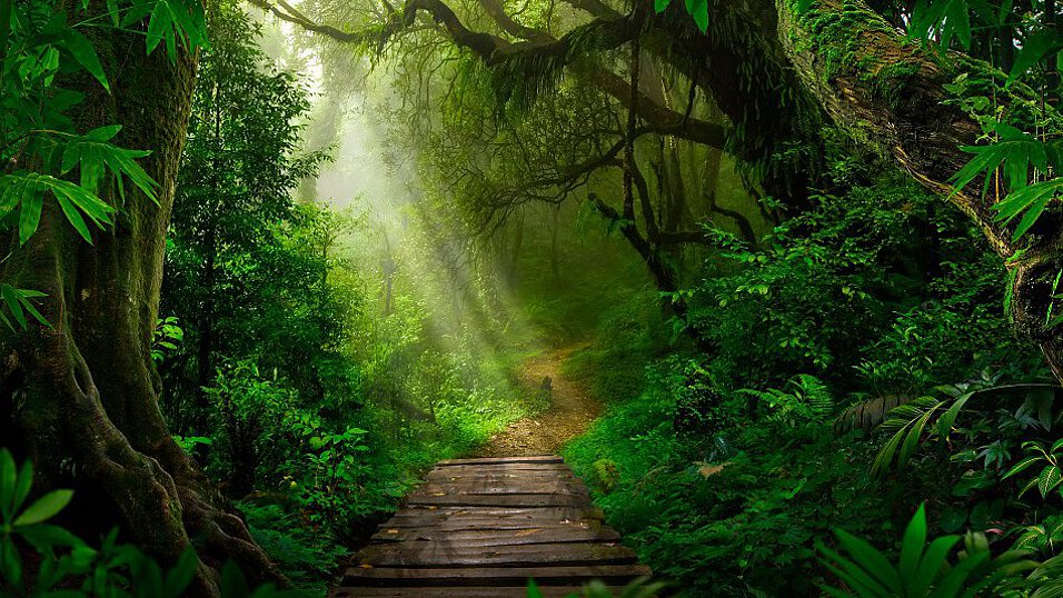 Quelle: shutterstock / 1827236333 Förderdickicht Urwald